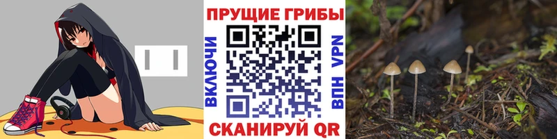 ОМГ ОМГ ссылка  Баксан  Галлюциногенные грибы Psilocybine cubensis 